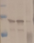 PGM1 | Phosphoglucomutase (cytoplasmic 1) in the group Antibodies Plant/Algal / Oryza sativa at Agrisera AB (Antibodies for research) (AS15 3066)
